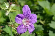 Geranium wlassovianum 'Typ Crug Farm'