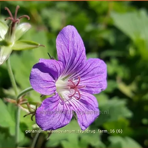 Geranium wlassovianum 'Typ Crug Farm'