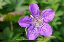 Geranium wlassovianum 'Typ Crug Farm'