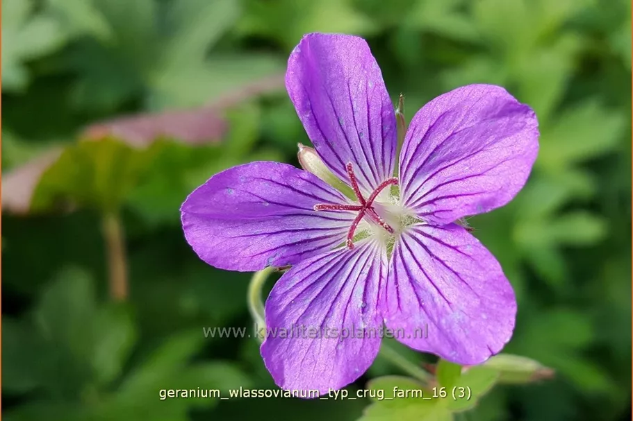 Geranium wlassovianum 'Typ Crug Farm'