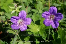 Geranium wlassovianum 'Typ Crug Farm'