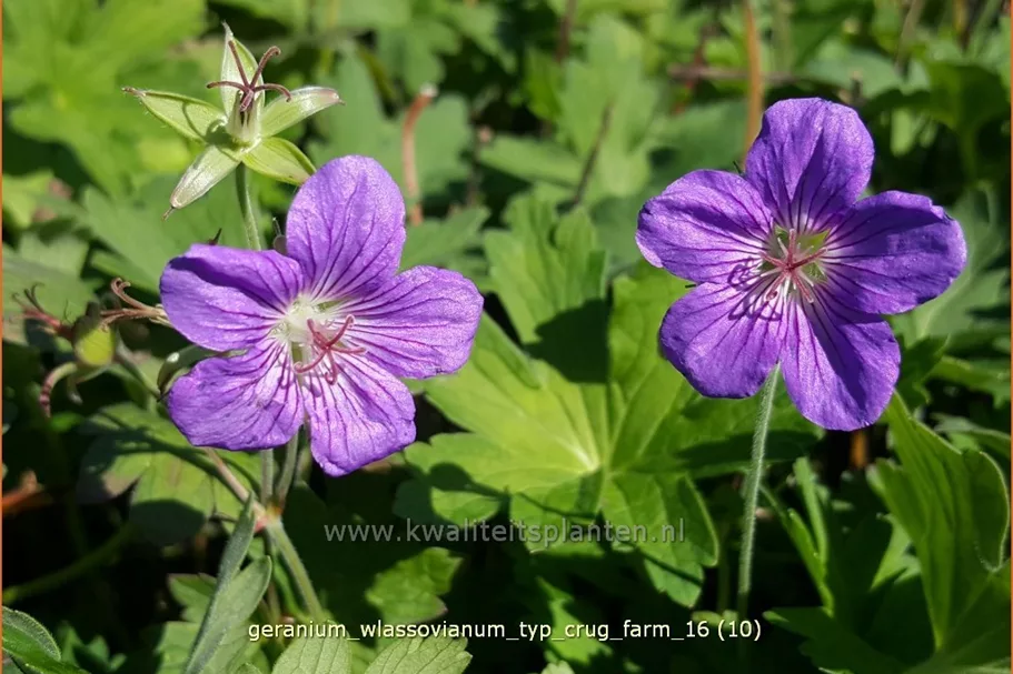 Geranium wlassovianum 'Typ Crug Farm'