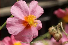Helianthemum 'Lawrenson's Pink'