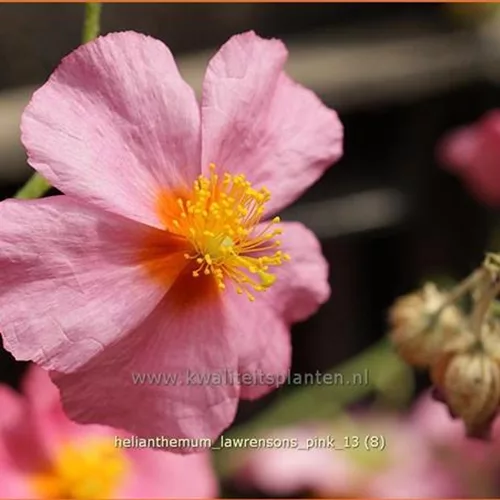 Helianthemum 'Lawrenson's Pink'