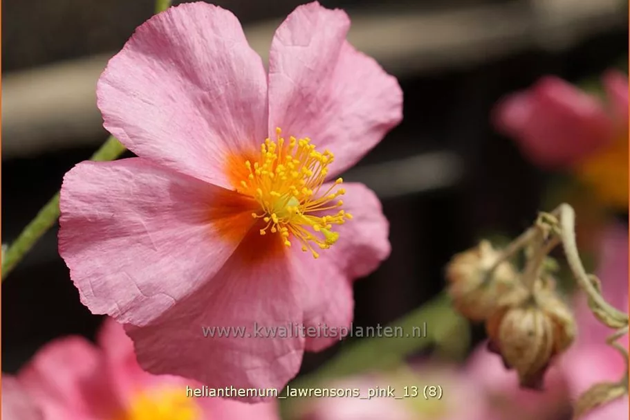 Helianthemum 'Lawrenson's Pink'