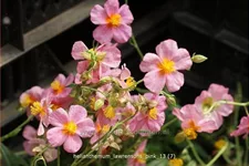 Helianthemum 'Lawrenson's Pink'