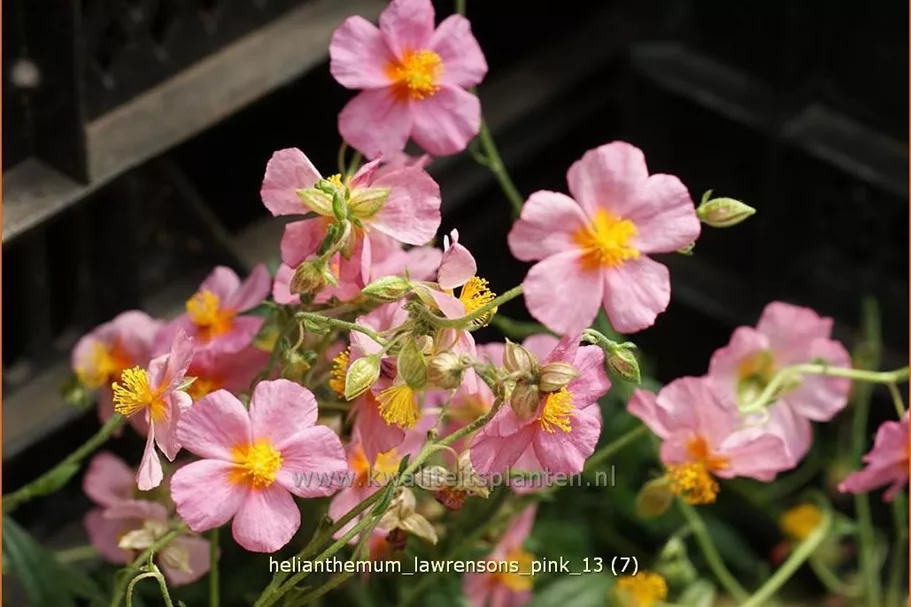 Helianthemum 'Lawrenson's Pink'