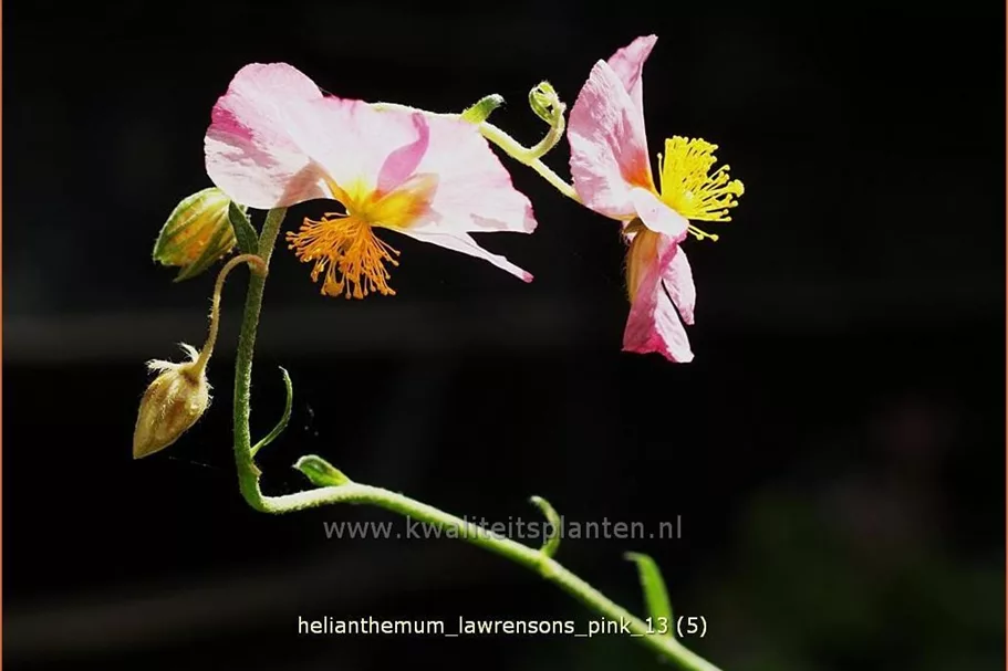 Helianthemum 'Lawrenson's Pink'