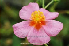 Helianthemum 'Lawrenson's Pink'