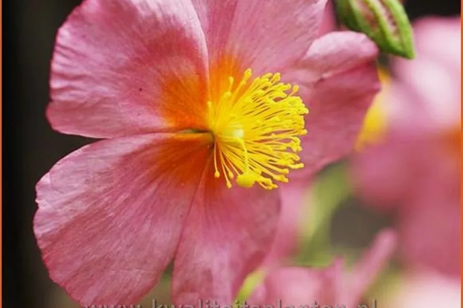 Helianthemum 'Lawrenson's Pink'