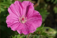 Geranium sanguineum 'Ankum´s Pride'