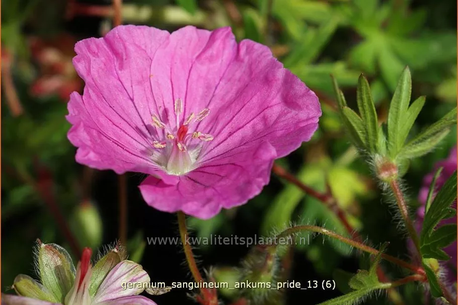 Geranium sanguineum 'Ankum´s Pride'