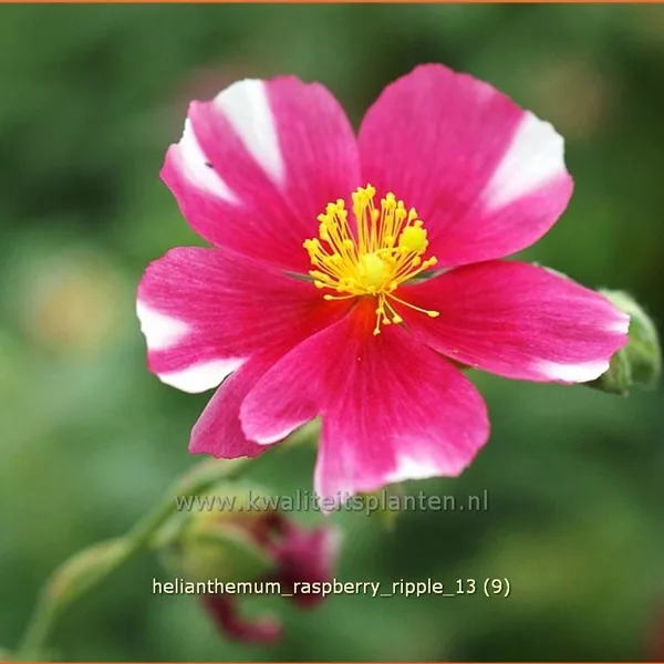 Helianthemum cultorum 'Raspberry Ripple'