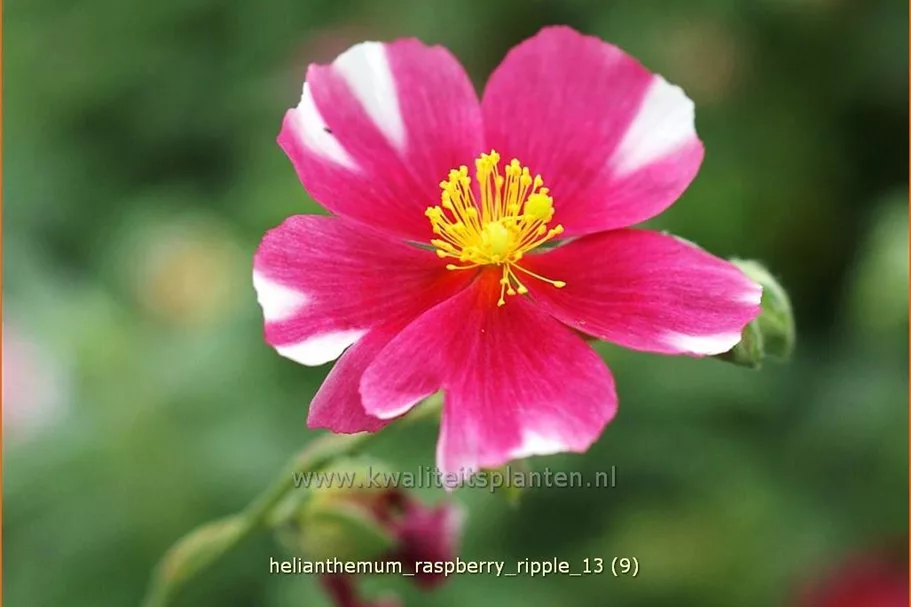 Helianthemum cultorum 'Raspberry Ripple'