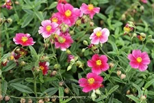 Helianthemum cultorum 'Raspberry Ripple'