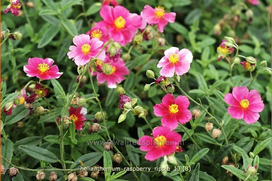Helianthemum cultorum 'Raspberry Ripple'