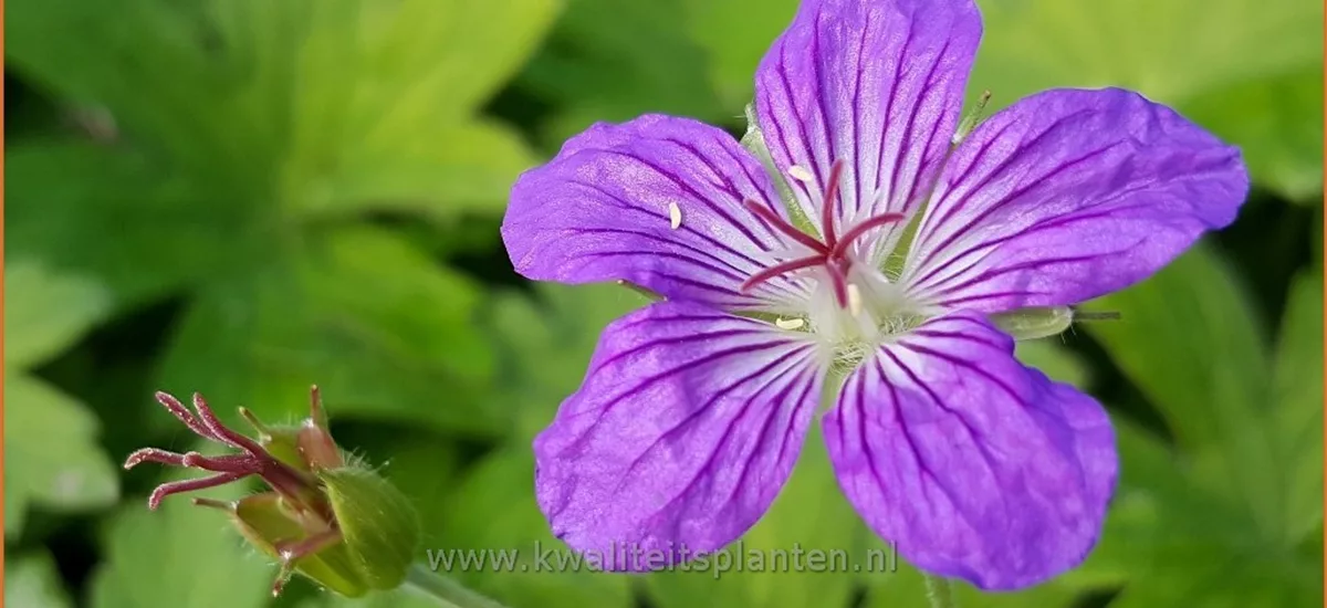 Geranium wlassovianum 'Typ Zeppelin'