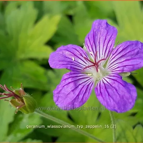 Geranium wlassovianum 'Typ Zeppelin'