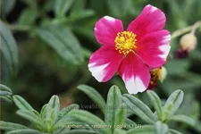 Helianthemum cultorum 'Raspberry Ripple'