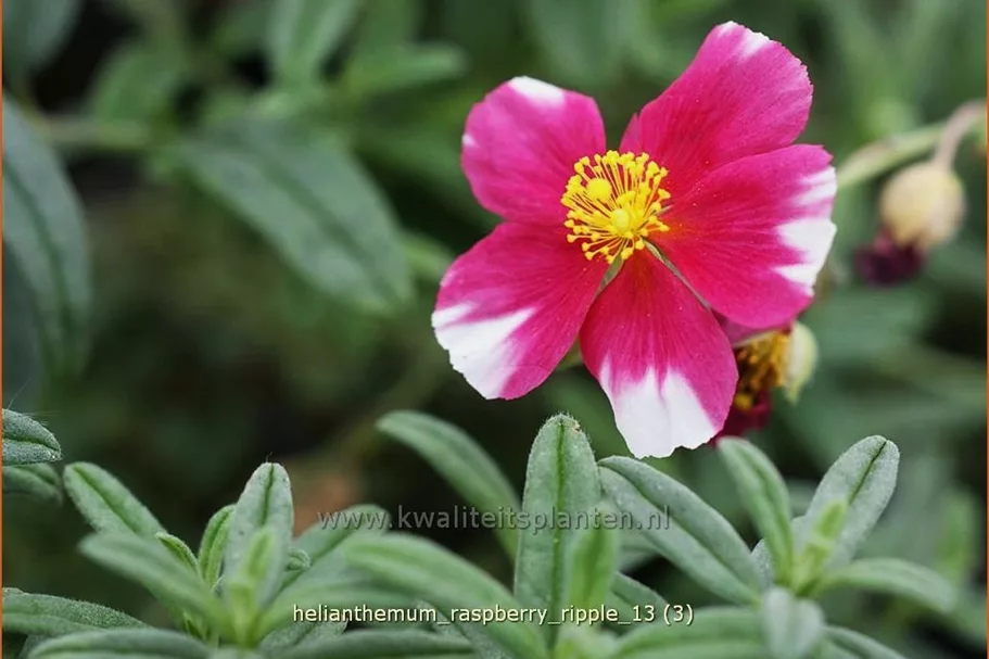 Helianthemum cultorum 'Raspberry Ripple'