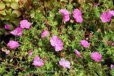 Geranium sanguineum 'Ankum´s Pride'