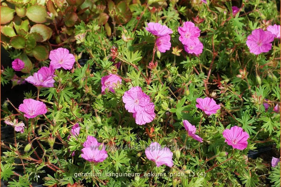 Geranium sanguineum 'Ankum´s Pride'