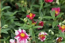Helianthemum cultorum 'Raspberry Ripple'