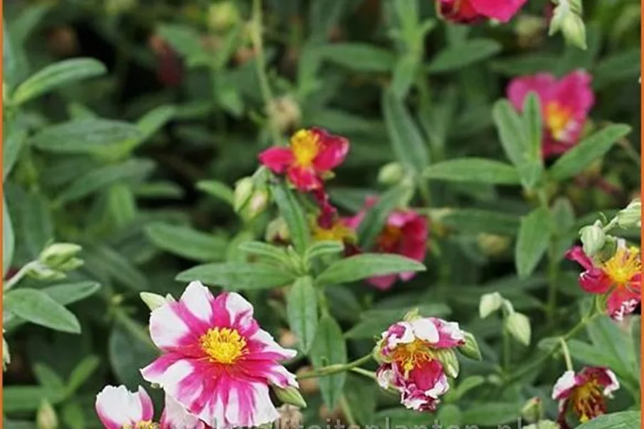 Helianthemum cultorum 'Raspberry Ripple'