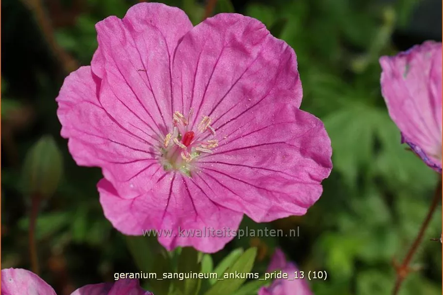 Geranium sanguineum 'Ankum´s Pride'