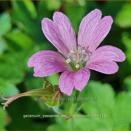 Geranium yesoense var. nipponicum