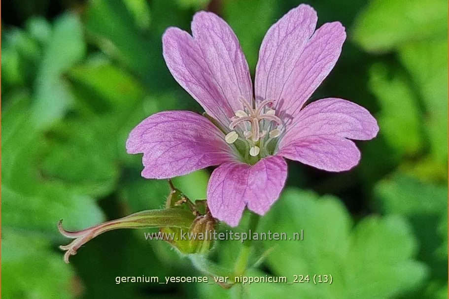 Geranium yesoense var. nipponicum