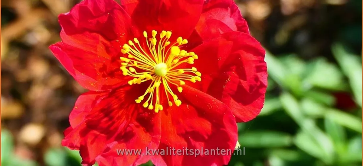 Helianthemum 'Red Dragon'