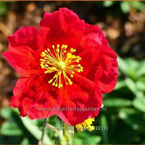 Helianthemum 'Red Dragon'