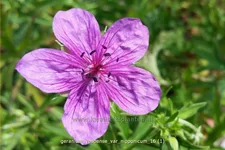 Geranium yesoense var. nipponicum