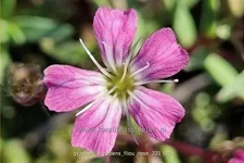 Gypsophila repens 'Filou Rose'