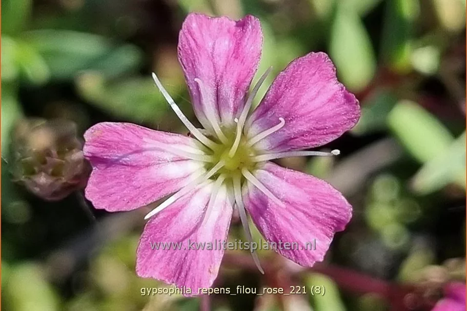 Gypsophila repens 'Filou Rose'