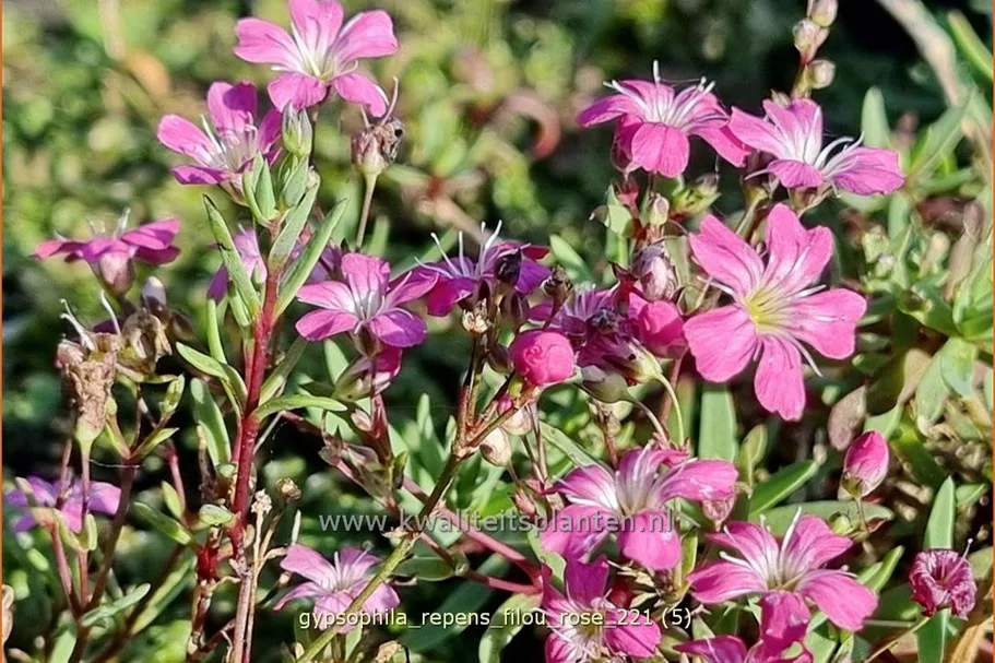 Gypsophila repens 'Filou Rose'
