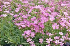 Gypsophila repens 'Filou Rose'