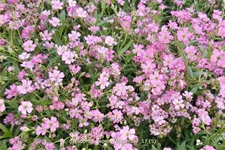 Gypsophila repens 'Filou Rose'