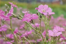 Gypsophila repens 'Filou Rose'
