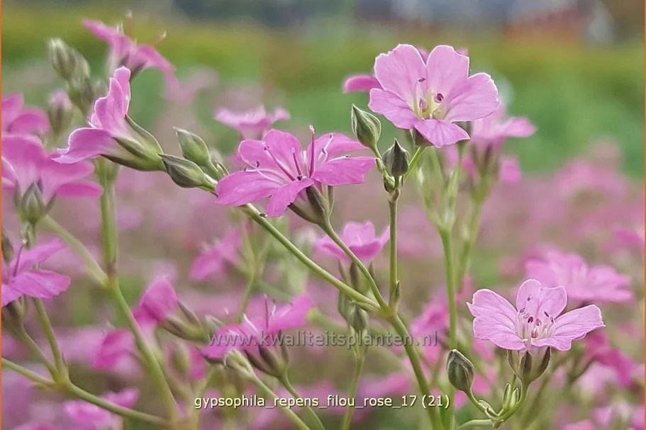Gypsophila repens 'Filou Rose'