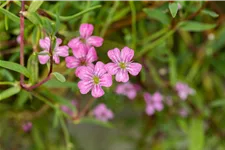 Gypsophila repens 'Filou Rose'