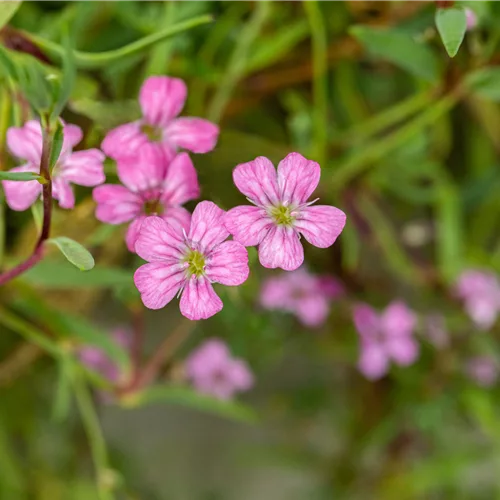 Gypsophila repens 'Filou Rose'