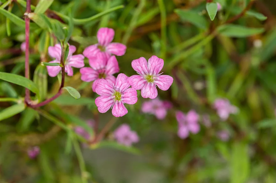Gypsophila repens 'Filou Rose'