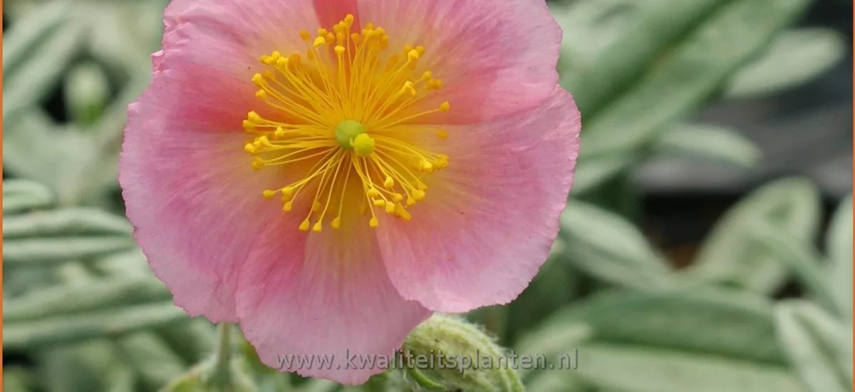 Helianthemum 'Wisley Pink'