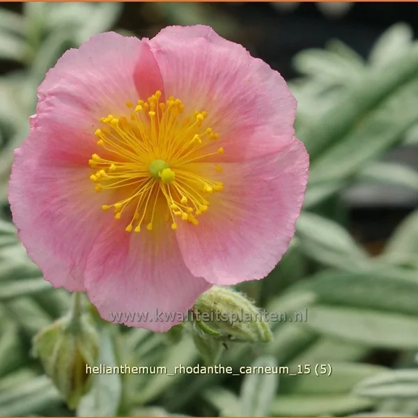 Helianthemum 'Wisley Pink'