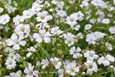 Gypsophila repens 'Filou White'