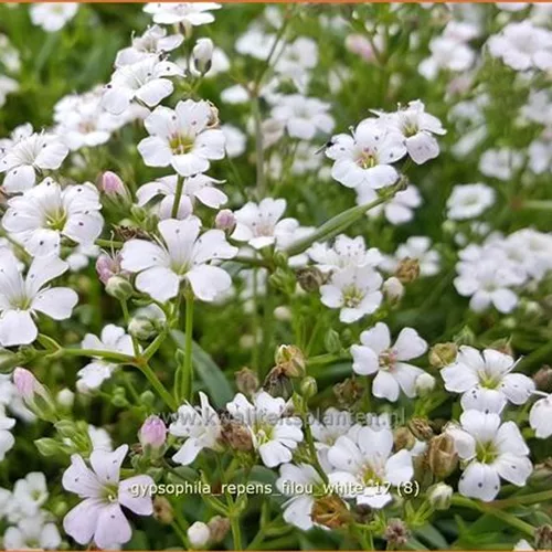 Gypsophila repens 'Filou White'