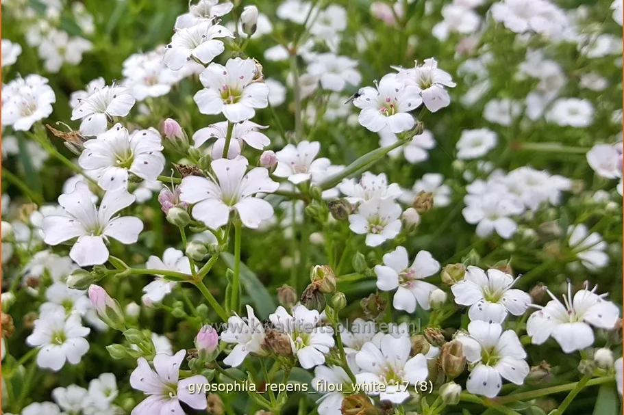 Gypsophila repens 'Filou White'