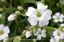 Gypsophila repens 'Filou White'